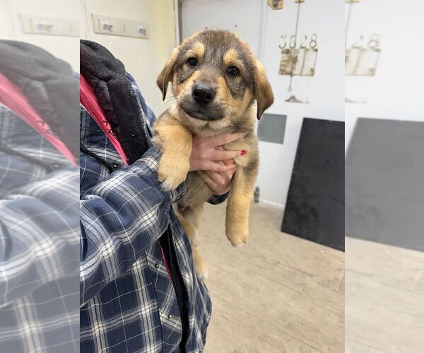 Medium Photo #1 Mutt Puppy For Sale in Calgary, Alberta, Canada