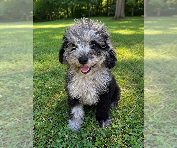 Medium Photo #42 Cavapoo (Miniature) Puppy For Sale in DURHAM, CT, USA