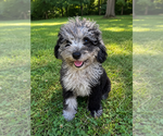 Small #41 Cavapoo (Miniature)