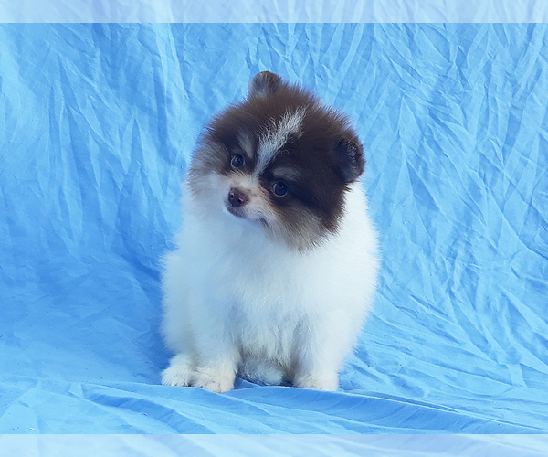 Medium Photo #29 Pomeranian Puppy For Sale in WEST PALM BEACH, FL, USA