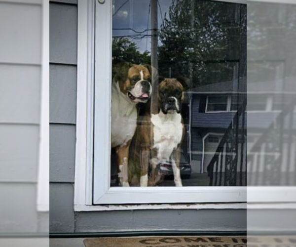 Medium Photo #4 Boxer Puppy For Sale in Dumont, NJ, USA