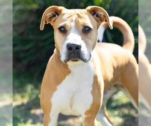 Mutt Dogs for adoption in Camarillo, CA, USA