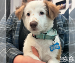 Small Border Collie Mix