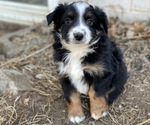 Small #2 Miniature Australian Shepherd