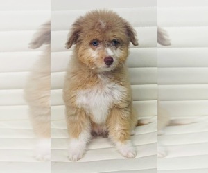 Aussiedoodle Puppy for sale in CINCINNATI, OH, USA