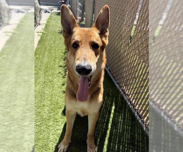 Medium Photo #1 German Shepherd Dog Puppy For Sale in Chula Vista, CA, USA