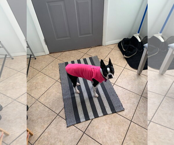 Medium Photo #4 Boston Terrier Puppy For Sale in Wheaton, IL, USA