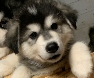 Alaskan Malamute Puppy for sale in CEDARTOWN, GA, USA