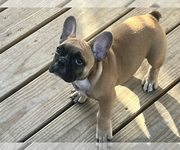 Medium Photo #4 French Bulldog Puppy For Sale in SEBRING, FL, USA