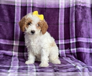 Poodle (Miniature) Puppy for sale in LAKELAND, FL, USA