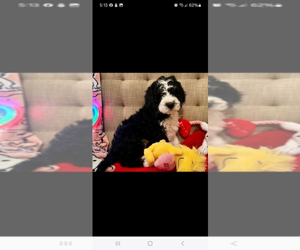 Medium Photo #7 Bernedoodle Puppy For Sale in DANVILLE, IN, USA