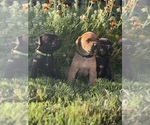 Small Photo #28 Cane Corso-Doberman Pinscher Mix Puppy For Sale in MODESTO, CA, USA