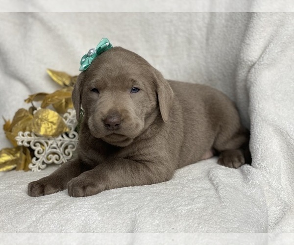 Medium Photo #7 Labrador Retriever Puppy For Sale in CEDAR LANE, PA, USA