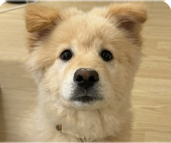 Medium Photo #1 Mutt Puppy For Sale in San Ramon, CA, USA