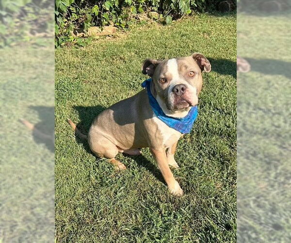 Medium Photo #4 American Pit Bull Terrier-Unknown Mix Puppy For Sale in Redlands, CA, USA