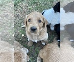 Puppy Puppy 8 Double Doodle