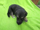 Small Photo #4 German Shepherd Dog Puppy For Sale in MACON, MO, USA