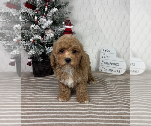 Medium Photo #4 Cavapoo (Miniature) Puppy For Sale in GREENFIELD, IN, USA