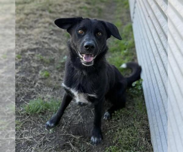 Medium Photo #1 Borador Puppy For Sale in Modesto, CA, USA