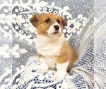 Puppy 1 Pembroke Welsh Corgi