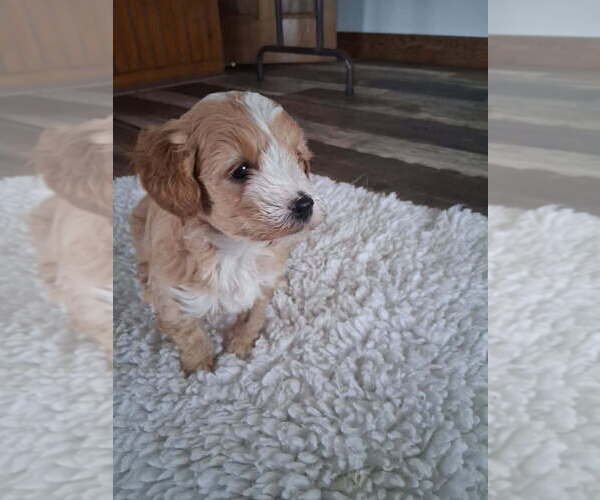 Medium Photo #4 Goldendoodle mix (+ Poodle Miniature) Puppy For Sale in DURHAM, CT, USA