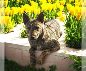 Dutch Shepherd -Retriever Mix Dogs for adoption in Fallbrook, CA, USA