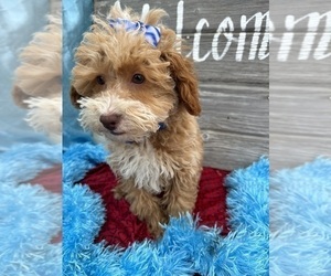 Poodle (Miniature) Puppy for sale in BOLINGBROOK, IL, USA