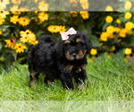 Small Photo #4 Miniature Bernedoodle-Poodle (Miniature) Mix Puppy For Sale in TOPEKA, IN, USA