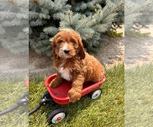 Cockapoo Puppy for sale in MIDDLEBURY, IN, USA