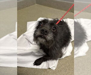 Mutt Dogs for adoption in Las Vegas, NV, USA