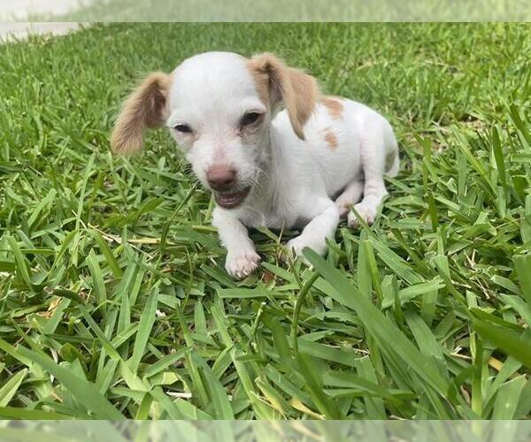 Medium Photo #1 Chihuahua Puppy For Sale in San Antonio, TX, USA
