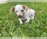 Small Chihuahua