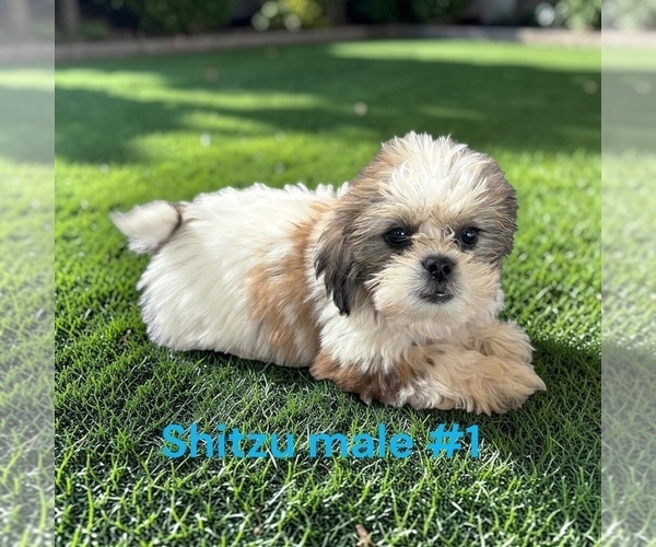 Medium Photo #2 Shih Tzu Puppy For Sale in MONTPELIER, OH, USA