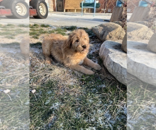 Medium Photo #2 Goldendoodle Puppy For Sale in BEECH GROVE, IN, USA