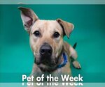 Small German Shepherd Dog Mix