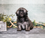 Image preview for Ad Listing. Nickname: Litter of 4