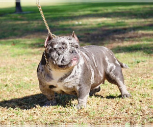 Mother of the American Bully puppies born on 01/17/2025