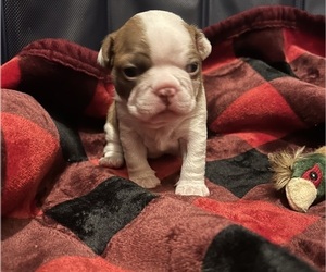 Boston Terrier Puppy for sale in HUNTINGTON BEACH, CA, USA