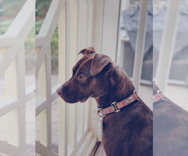 Medium Photo #21 American Staffordshire Terrier-Labrador Retriever Mix Puppy For Sale in Holly Springs, NC, USA