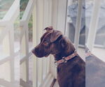 Small #20 American Staffordshire Terrier-Labrador Retriever Mix