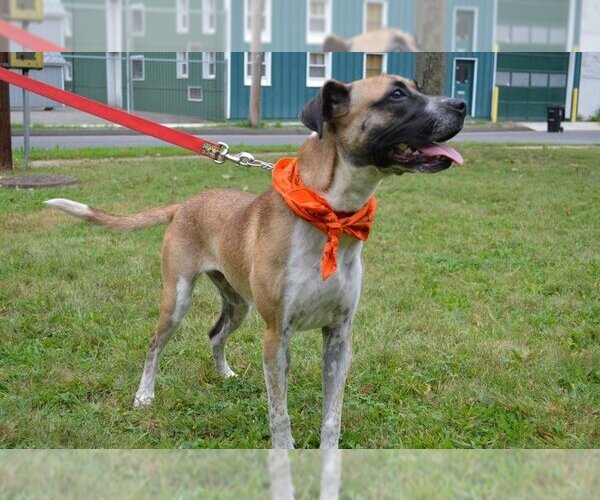Medium Photo #1 Mutt Puppy For Sale in WESTHAMPTON, MA, USA