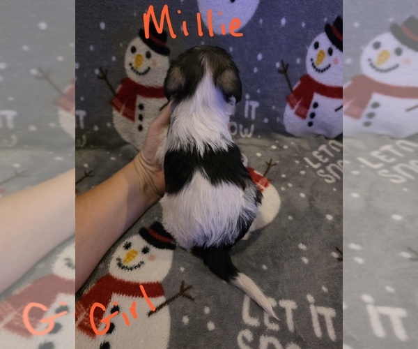 Medium Photo #20 Chizer Puppy For Sale in MONTEZUMA, GA, USA