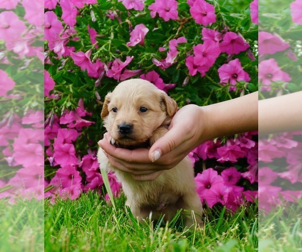 Medium Photo #1 Goldendoodle Puppy For Sale in NAPPANEE, IN, USA