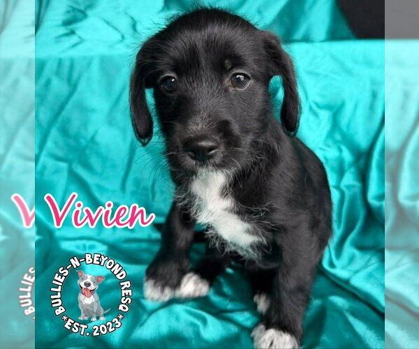 Medium Photo #1 Mutt Puppy For Sale in Omaha, NE, USA