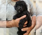 Small Photo #1 Poodle (Miniature) Puppy For Sale in BASTROP, TX, USA