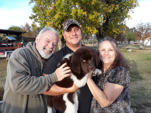 Medium Photo #3 Newfoundland Puppy For Sale in CITRUS HEIGHTS, CA, USA
