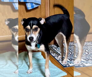 Rat Terrier-Unknown Mix Dogs for adoption in Okolona, MS, USA