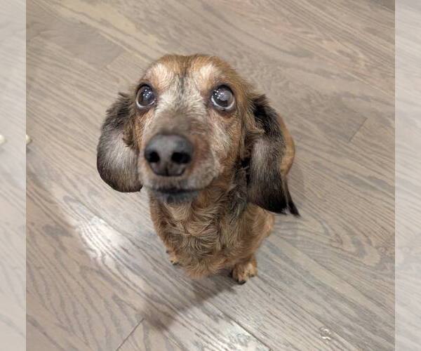 Medium Photo #2 Dachshund Puppy For Sale in Fruitland, SC, USA