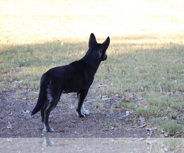 Medium Photo #3 Australian Kelpie-Unknown Mix Puppy For Sale in El Centro, CA, USA