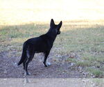 Small #2 Australian Kelpie Mix